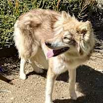 Thumbnail photo of Roxy #3