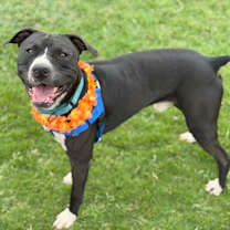 Thumbnail photo of Yin #3