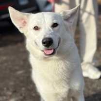 Thumbnail photo of Cruella #1