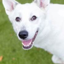 Thumbnail photo of Cruella #2