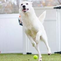 Thumbnail photo of Cruella #3