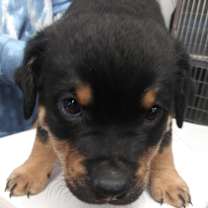 Thumbnail photo of Bear (Otto) #2