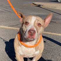 Thumbnail photo of Bear #2