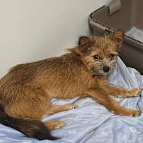 Thumbnail photo of Dardi #3