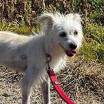 Thumbnail photo of Ivy #1