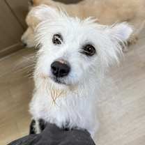 Thumbnail photo of Ivy #4