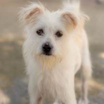 Thumbnail photo of Ivy #1