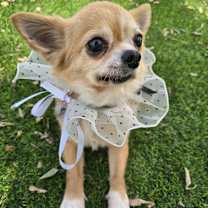 Thumbnail photo of Nimo #4