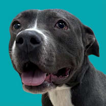 Thumbnail photo of Uramaki #1