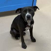 Thumbnail photo of Uramaki #3