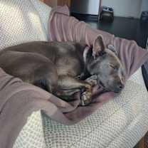 Thumbnail photo of Grey #2