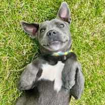 Thumbnail photo of Grey #3