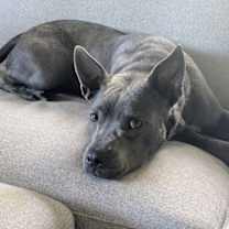 Thumbnail photo of Grey #4