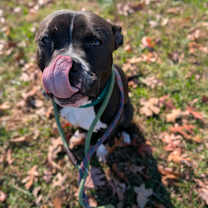 Thumbnail photo of Mashlin #3