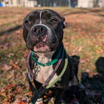 Thumbnail photo of Mashlin #4