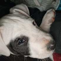 Thumbnail photo of Petey LH #2