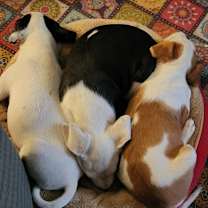 Thumbnail photo of Darla LH #4