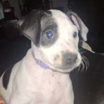 Thumbnail photo of Darla LH #2