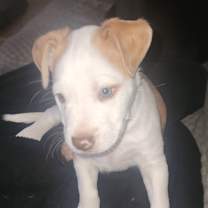 Thumbnail photo of Alfie LH #2