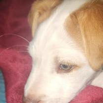 Thumbnail photo of Alfie LH #3