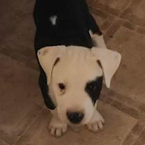 Thumbnail photo of Petey LH #3