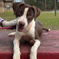 Thumbnail photo of Burke (aka Spooky) (Martha and Blake) #1