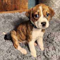 Thumbnail photo of Noah JuM/AL #3