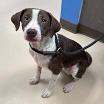 Thumbnail photo of Burke (aka Spooky) (Martha and Blake) #2