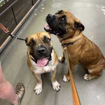 Thumbnail photo of Ginger #3