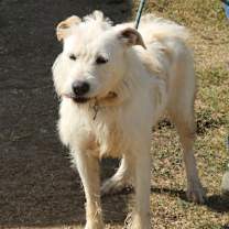 Thumbnail photo of Jazz #4