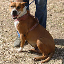 Thumbnail photo of Honey #2