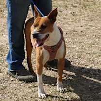 Thumbnail photo of Honey #3