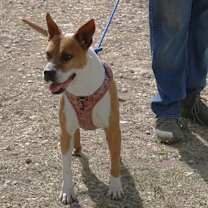 Thumbnail photo of Honey #1