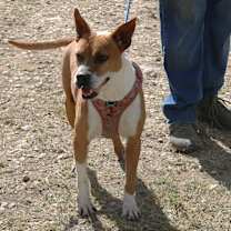 Thumbnail photo of Honey #4