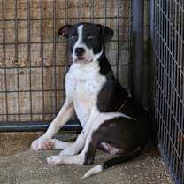 Thumbnail photo of Owen #2