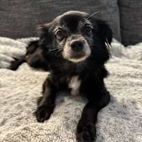 Thumbnail photo of Zoey #1