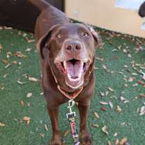 Thumbnail photo of Marley #1