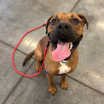 Thumbnail photo of Dr. Handsome Whopper #1