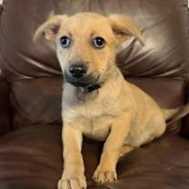 Thumbnail photo of Cannoli #2