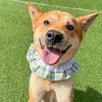 Thumbnail photo of Popi #2