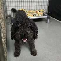 Thumbnail photo of Ivy #2