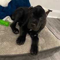 Thumbnail photo of Akhelis #2