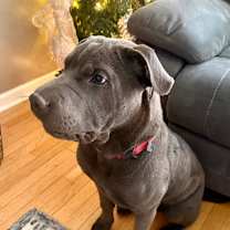 Thumbnail photo of Broccoli #3