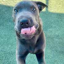 Thumbnail photo of Broccoli #4