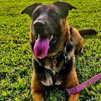 Thumbnail photo of Maddie *Adoption Pending* #2