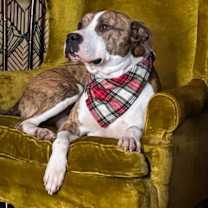 Thumbnail photo of PHANTOM #1