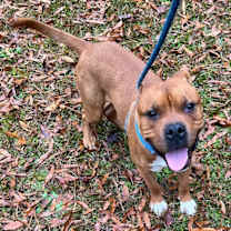 Thumbnail photo of Happy Gilmore #1