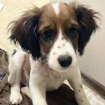 Thumbnail photo of FRECKLES #4