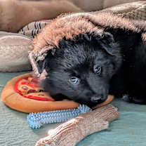 Thumbnail photo of Poppy #4