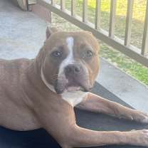 Thumbnail photo of Cookie #1